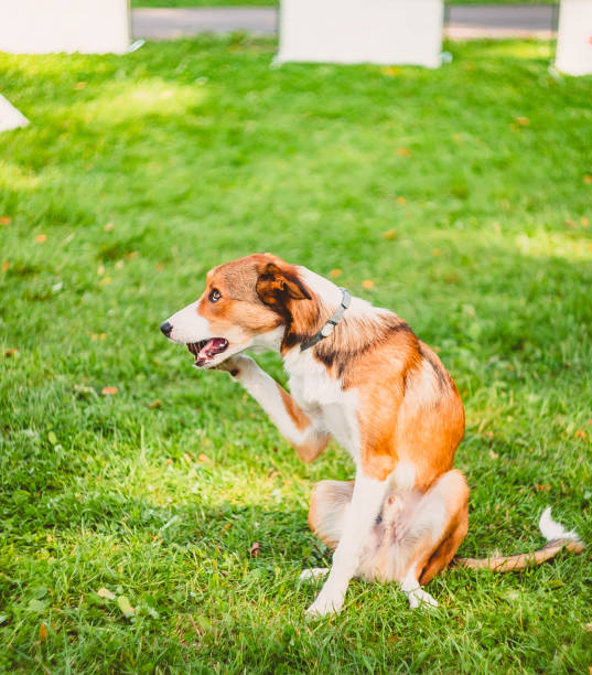 istock the dog is sitting and plotting something, pressing his front paw to his mouth 1222396606