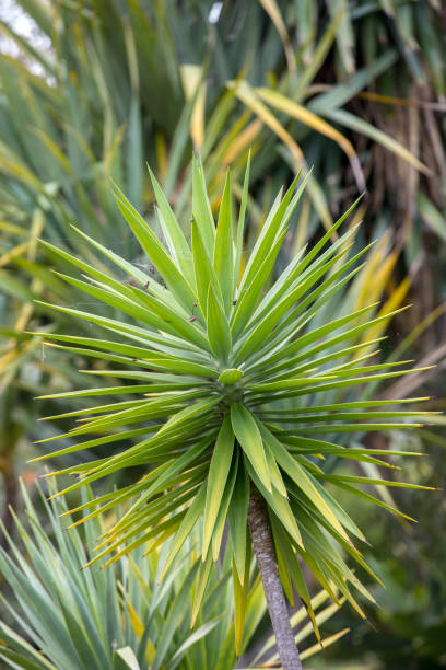 istock Three branches of a Dragon tree also known as Dracaena draco or Drago 1222396687