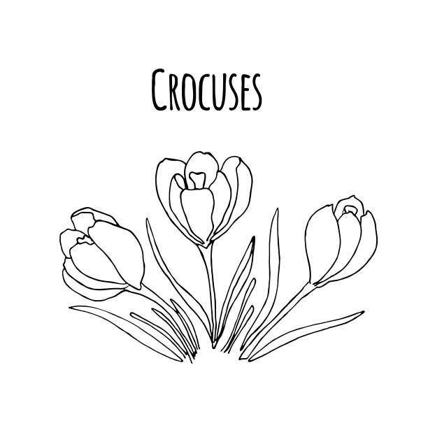 flover2 - crocus stock illustrations