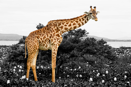 A giraffe in Lake Naivasha, Kenya, standing in a flowerbed. A black and white filter is applied to the background.