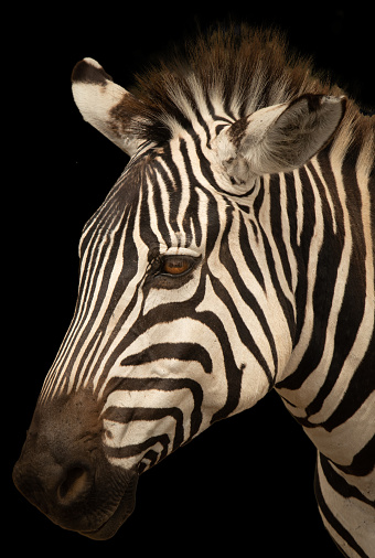 A close-up of a zebra's head on a black background.