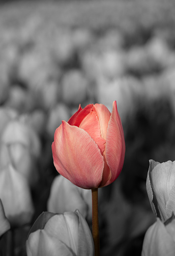 A pink tulip in a tulip field in Noordwijk, the Netherlands. A grey filter is used for the background to make one flower stand out.