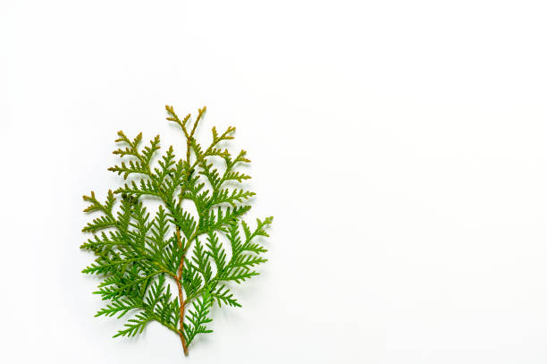 istock thuja branch isolated on a white background. Christmas card concept. space for text 1222398216