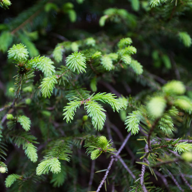 Pine tree with fresh new grown pine needles stock photo