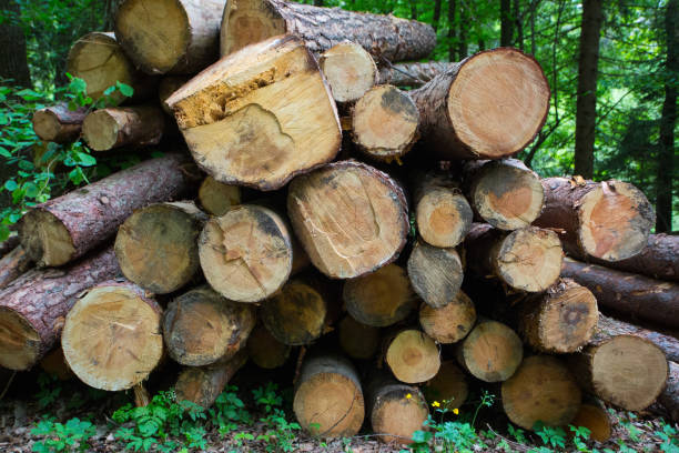 istock Fresh cut pine trees in the forest, waiting to be sold 1222398568