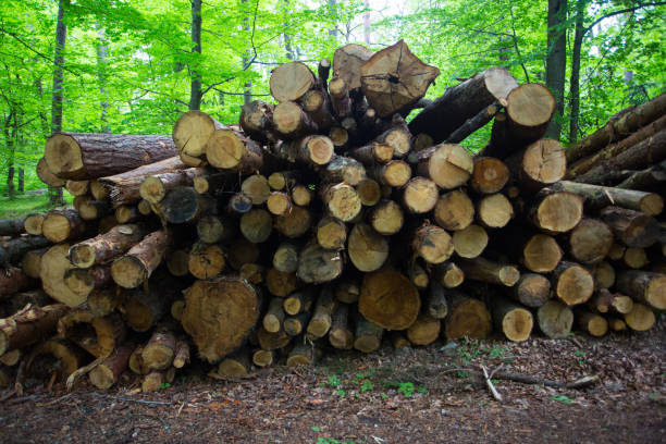 istock Fresh cut pine trees in the forest, waiting to be sold 1222399158