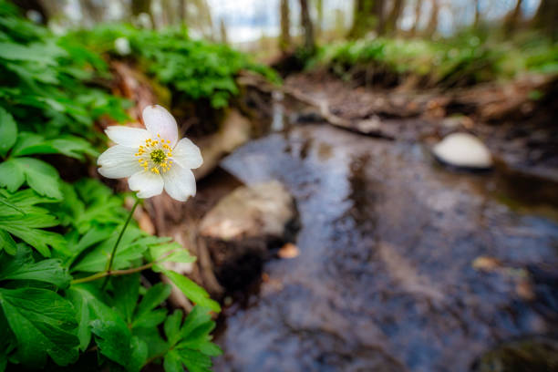 anemoni di legno in torrente - anemone flower wood anemone windflower flower foto e immagini stock