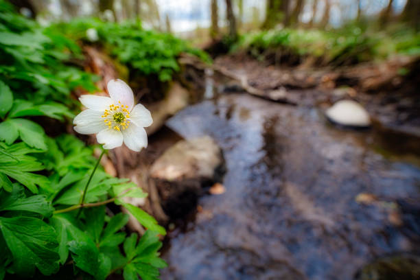 小川の木のアネギンス - sweden wildflower wood anemone flower ストックフォトと画像
