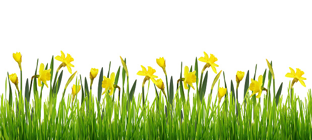 Spring border with fresh green grass and yellow narcissus flowers isolated on white background
