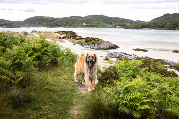 istock Leonberger dog walking to the beach 1222400016