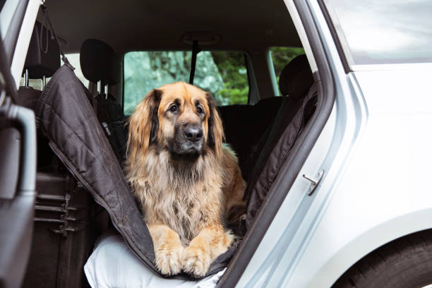 leonberger chien couché dans la voiture. - leonberger photos et images de collection