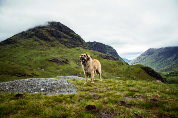istock Leonberger dog on top of a mountain 1222400127