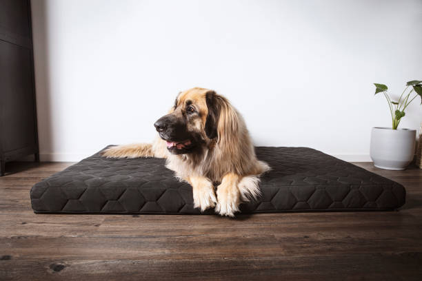 Leonberger dog lying down on her dog bed in the living room. Leonberger dog lying down on her own big dog pet bed in the living room of the house. dog bed stock pictures, royalty-free photos & images