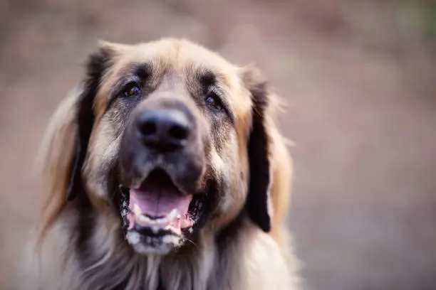 Close-up of a smiling Leonberger dog outdoor.