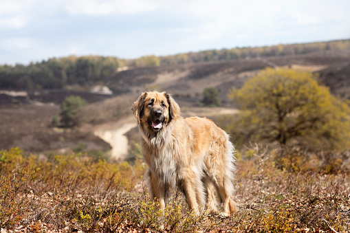 Leonberger dog posing outdoors in national park the Veluwe, the Netherlands