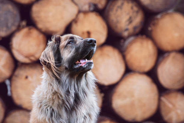 leonberger chien devant une section transversale des troncs d’arbre - leonberger photos et images de collection