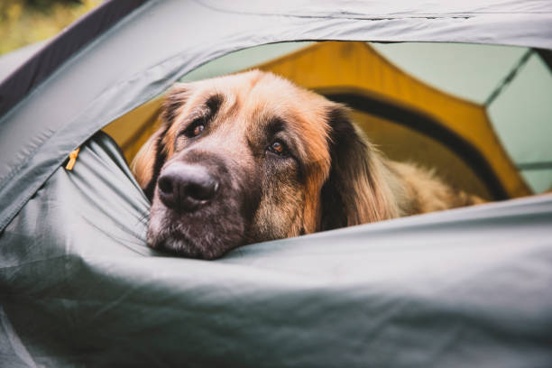 leonberger pies stojący w namiocie kempingowym - leonberger zdjęcia i obrazy z banku zdjęć