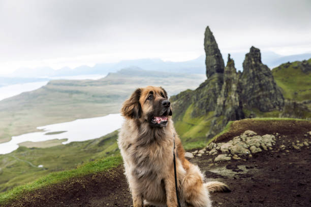 célèbre lieu écossais le vieil homme de storr avec le chien leonberger - leonberger photos et images de collection