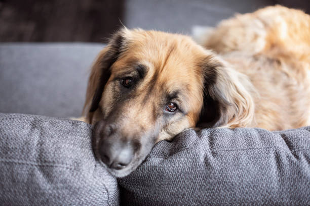 Portrait of a Leonberger dog relaxing on the sofa at home.