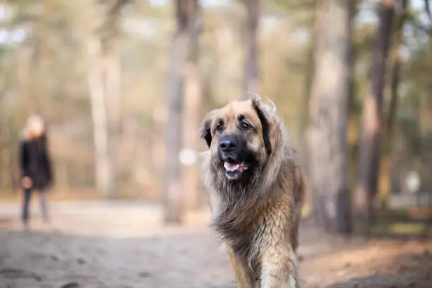 Horizontal outdoor photo of a wet Leonberger dog walking in a forest with her owner.