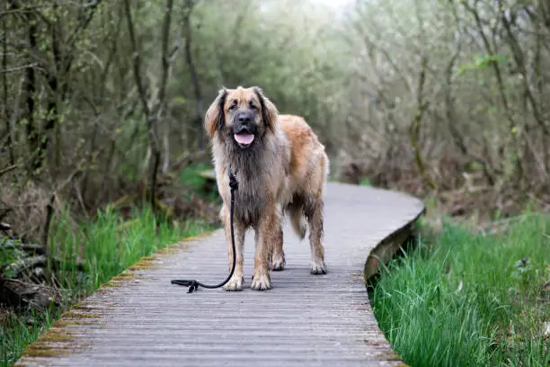 A Leonberger dog standing with the leash hanging besides her on a wooden deck in a forest in nature.