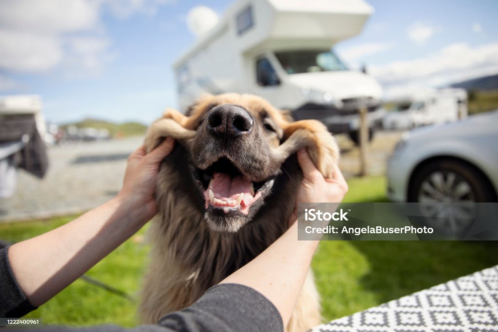 Happy and smiling Leonberger dog on a campsite Two hands making a happy leonberger dog smile surrounded by motorhomes on the camp site. Dog Stock Photo