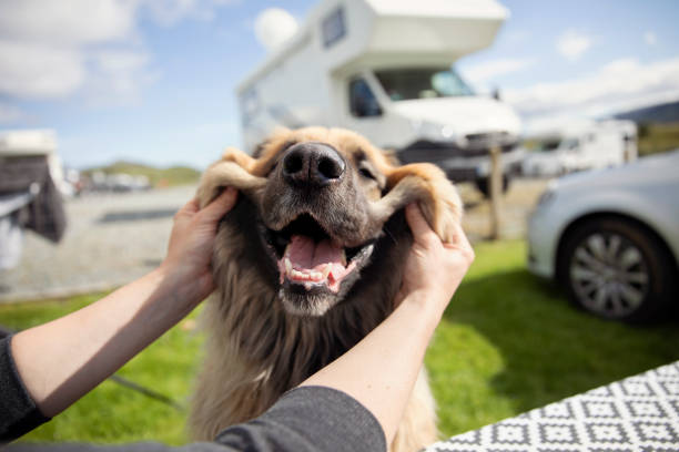 Happy and smiling Leonberger dog on a campsite Two hands making a happy leonberger dog smile surrounded by motorhomes on the camp site. mobile home stock pictures, royalty-free photos & images