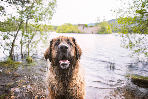 Wet leonberger dog sitting in front of a big lake called Lock Eilein in the Cairngorms National Park, Scotland. With in the background an old ruin castle.