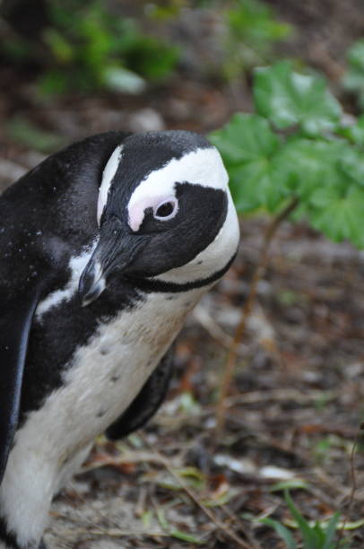 istock Penguin in Southafrica 1222401031
