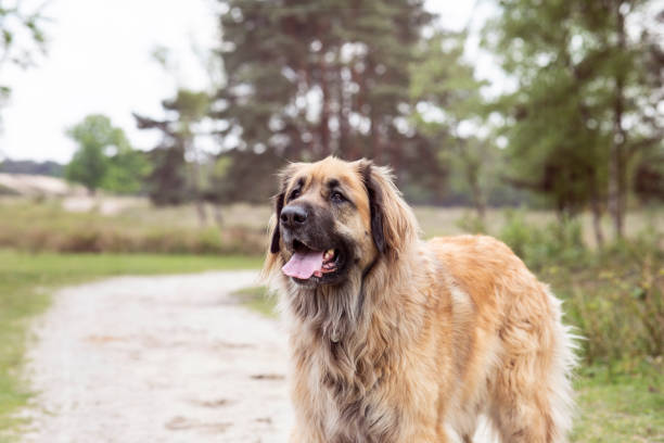 istock Panting dog standing on a footpath in a forest 1222401041