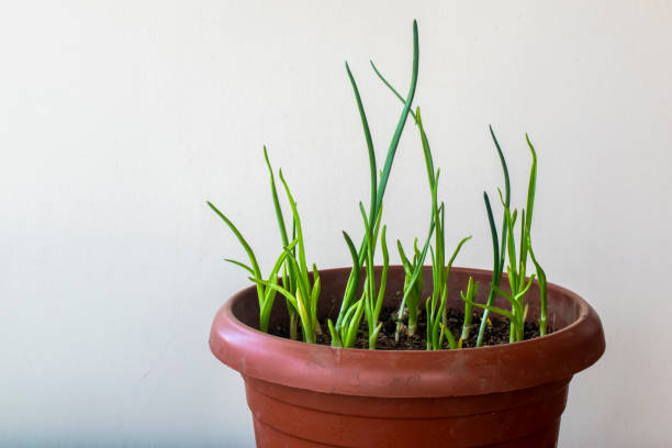 Garlic and onion seedlings in a flower pot. Copy space.
