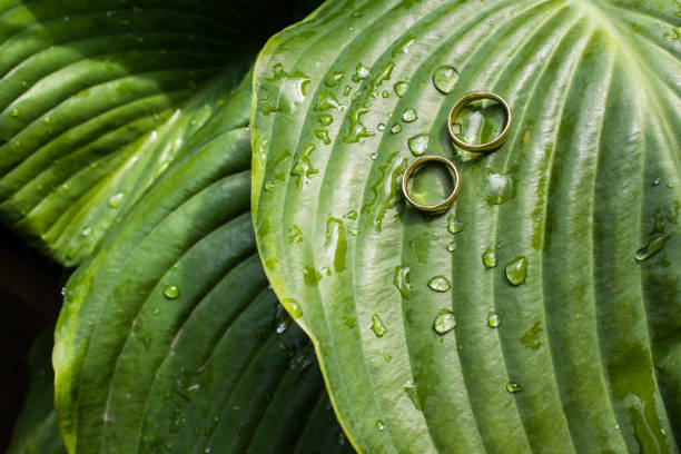 istock wedding rings lie on a green leaf with raindrops 1222403652