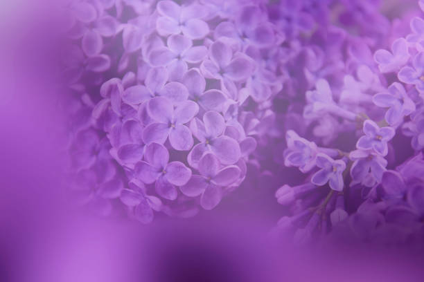 Floral abstract pastel background. Spring background concept. Spring purple flowers on a purple background. Light lilac background with copy space