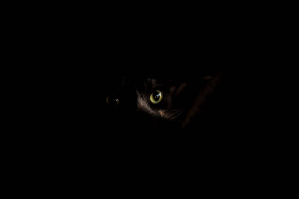 In the dark Cat in the dark animal eye stock pictures, royalty-free photos & images