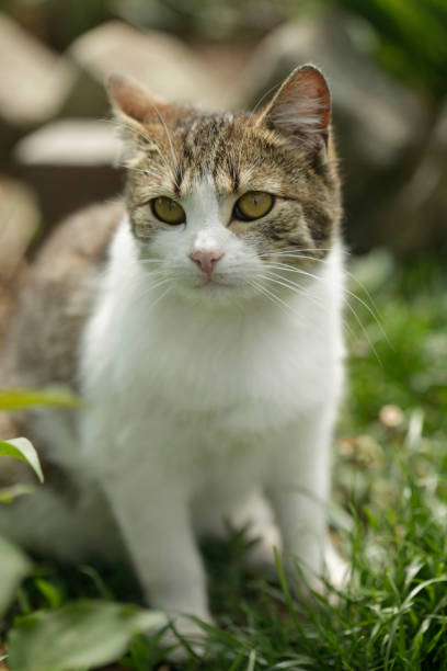 istock Portrait of grey wild cat 1222404778