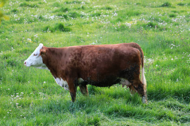 istock A beautiful cow grazing in the pasture 1222405020