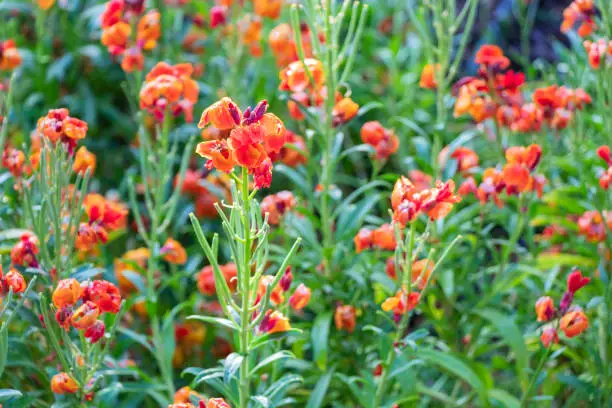 close up of beautiful wallflowers or Giroflée in France in orange color growth in the garden in spring season.