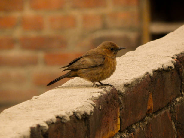 brown rock chat sparrow sitting on brick wall of cement