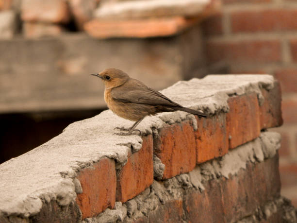 istock brown rock chat sparrow sitting on brick wall of cement 1222407497