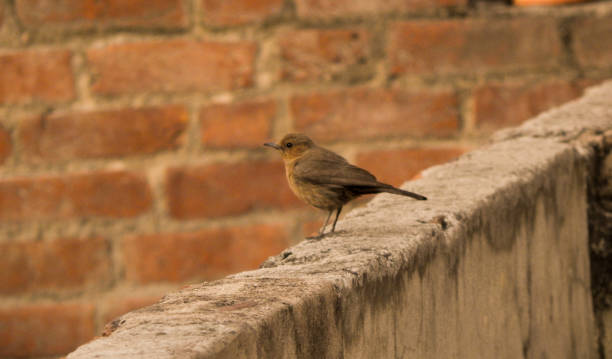 istock brown rock chat sparrow sitting on brick wall of cement 1222407512