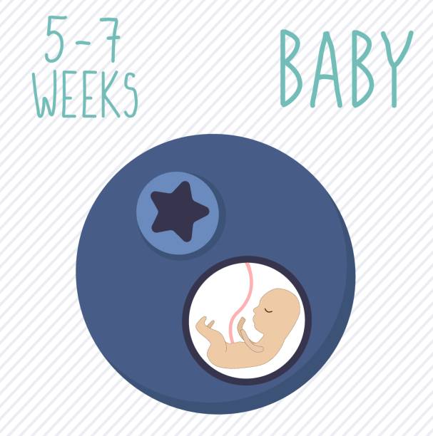 черника. развитие беременности, размер эмбриона в течение 5-7 недель. сравнить с фруктами. человеческий плод в утробе матери 2 месяца. - плод ягоды stock illustrations