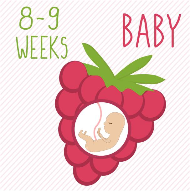 malina. rozwój ciąży, wielkość zarodka przez 26-27 tygodni. w porównaniu z owocami. ludzki płód wewnątrz macicy 2 miesiące. - 2627 stock illustrations