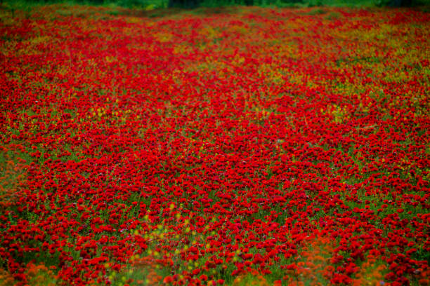 istock Spring collection: Field of Poppy 1222408293