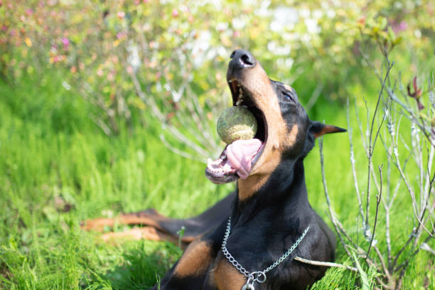 istock Doberman playing with a tennis ball 1222408421
