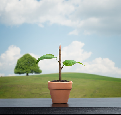 pencil in flower  pot sprouting back to life ready to become a tree