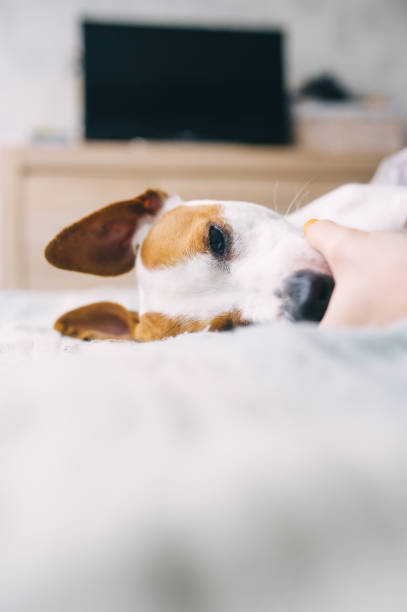 istock Portrait of a cute small dog lying on the sofa and sleeping 1222408741