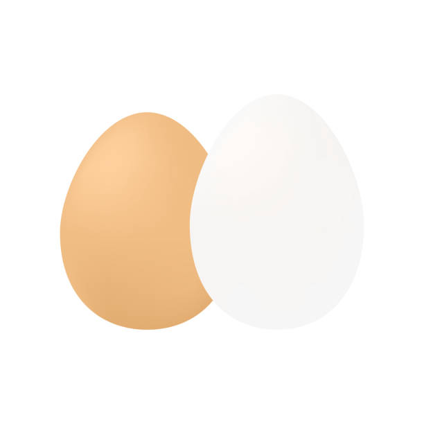 illustrazioni stock, clip art, cartoni animati e icone di tendenza di illustrazione vettoriale di uova bianche e marroni di pollo isolata - white background brown animal egg ellipse