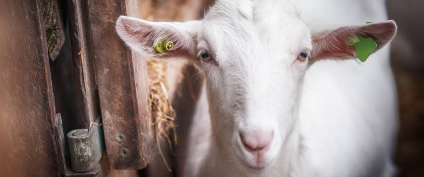 istock Beautiful white goat without horns stands in a barn 1222409788
