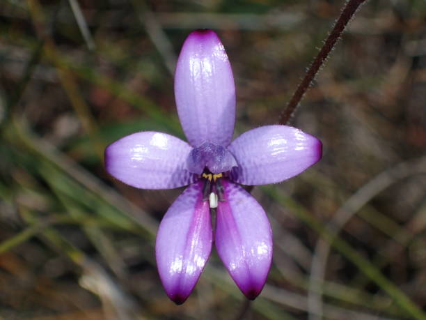 istock Purple Enamel Orchid 1222410757