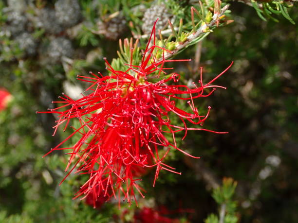 istock Beaufortia cyrtodonta 1222410787